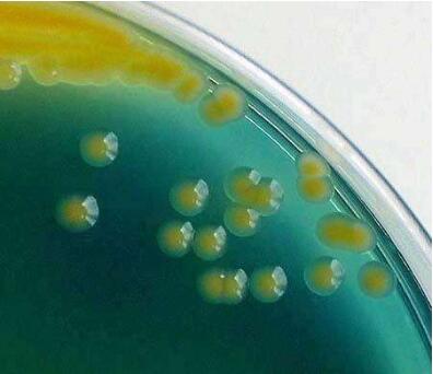 耐冷芽孢杆菌