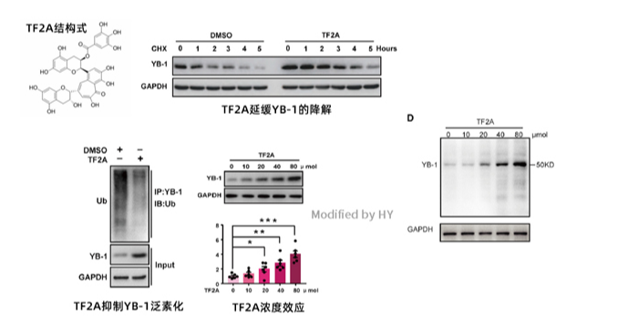 长非编码RNA在下丘脑中抗衰老的机制