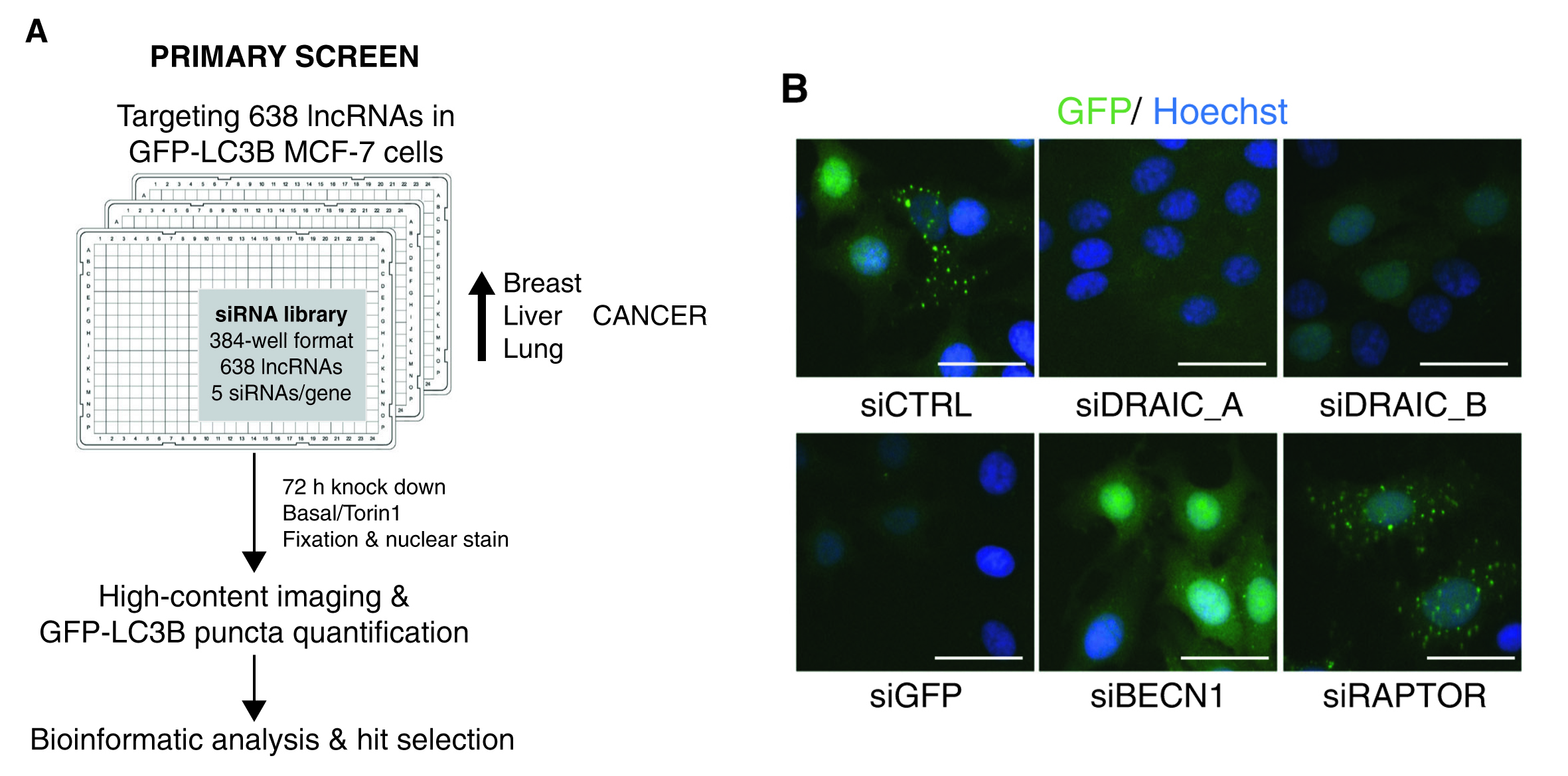 案例解读丨高通量高内涵siRNA文库筛选发现lncRNA DRAIC为新型自噬调节因子