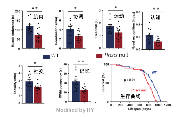 长非编码RNA在下丘脑中抗衰老的机制