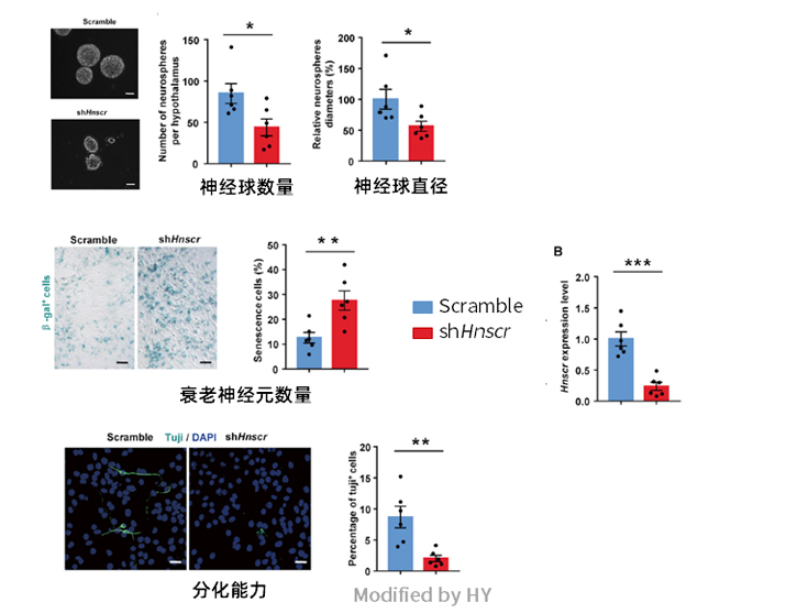 长非编码RNA在下丘脑中抗衰老的机制