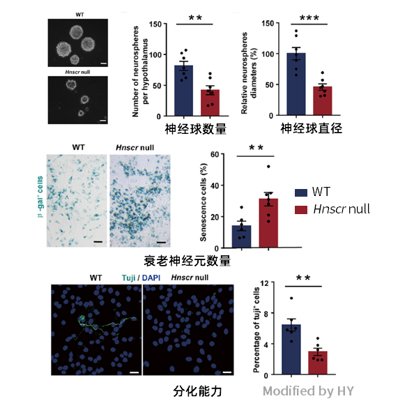 长非编码RNA在下丘脑中抗衰老的机制