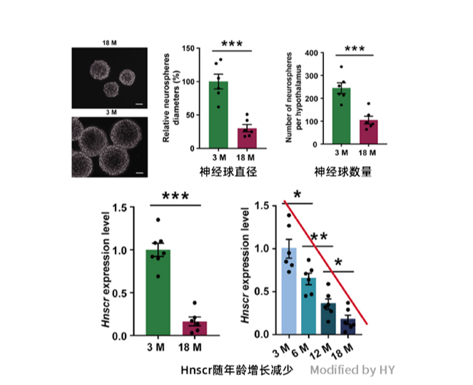 长非编码RNA在下丘脑中抗衰老的机制