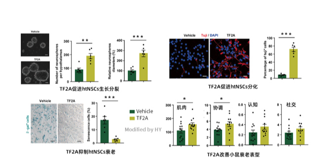 长非编码RNA在下丘脑中抗衰老的机制