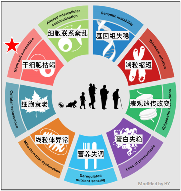 长非编码RNA在下丘脑中抗衰老的机制