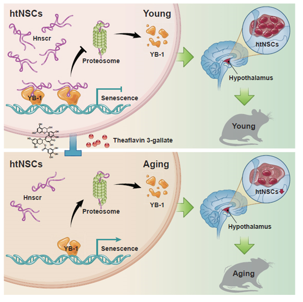 长非编码RNA在下丘脑中抗衰老的机制
