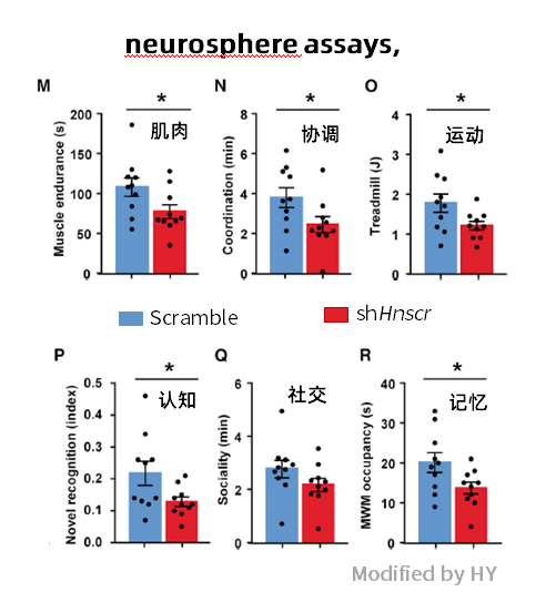 长非编码RNA在下丘脑中抗衰老的机制