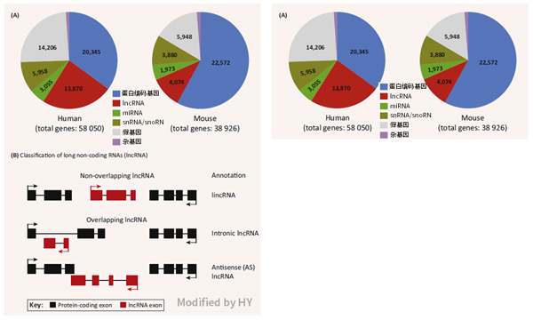 长非编码RNA在下丘脑中抗衰老的机制