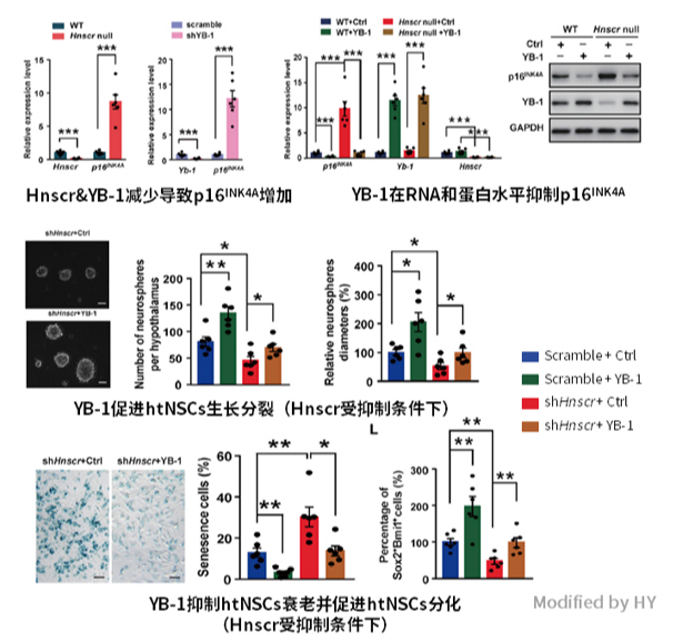 长非编码RNA在下丘脑中抗衰老的机制