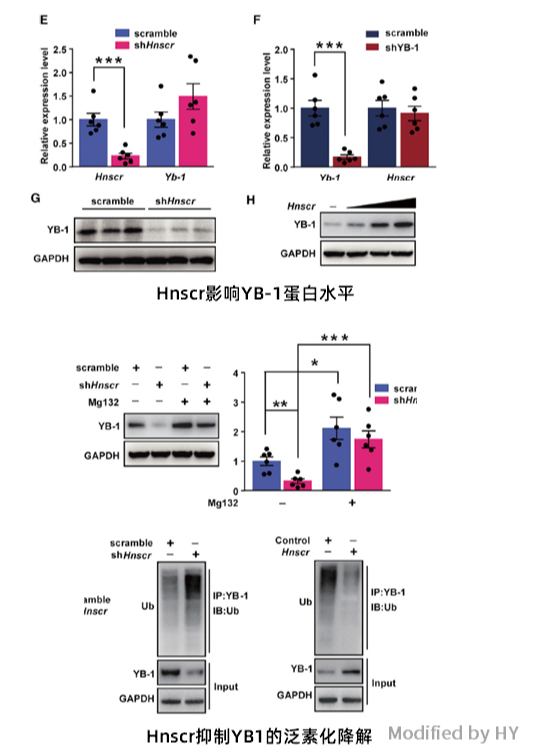 长非编码RNA在下丘脑中抗衰老的机制