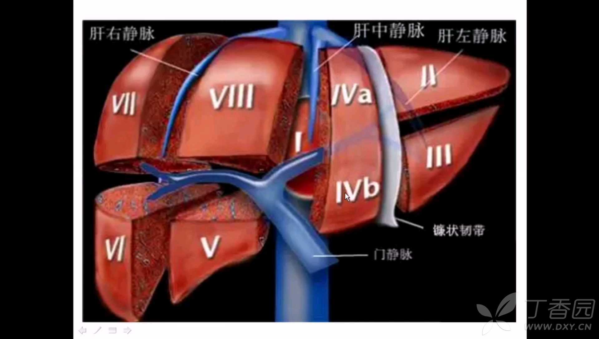 肝脏解剖分段图片