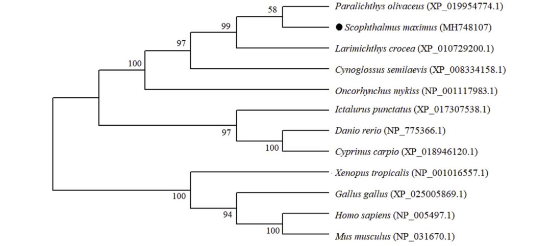 文献解读|大菱鲆溶酶体整合膜蛋白2（LIMP-2）的鉴定及功能初步分析