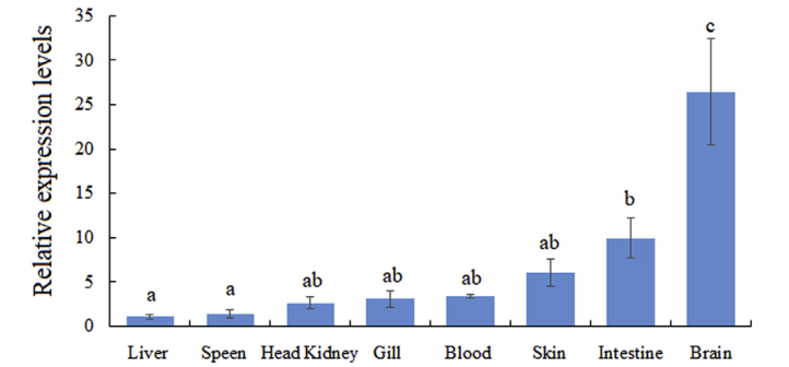 文献解读|大菱鲆溶酶体整合膜蛋白2(LIMP-2)的鉴定及功能初步分析