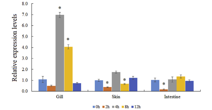 文献解读|大菱鲆溶酶体整合膜蛋白2(LIMP-2)的鉴定及功能初步分析