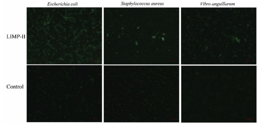 文献解读|大菱鲆溶酶体整合膜蛋白2(LIMP-2)的鉴定及功能初步分析