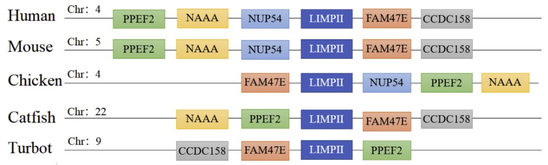 文献解读|大菱鲆溶酶体整合膜蛋白2(LIMP-2)的鉴定及功能初步分析