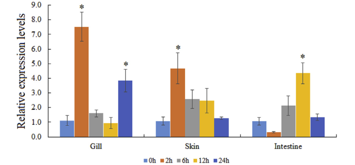 文献解读|大菱鲆溶酶体整合膜蛋白2(LIMP-2)的鉴定及功能初步分析