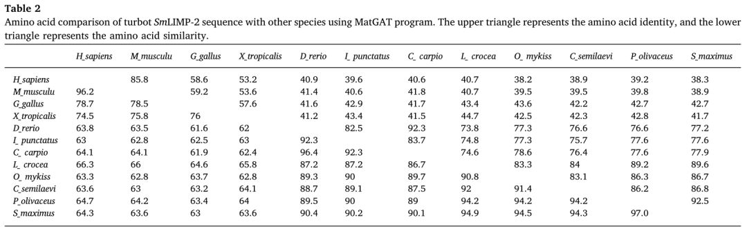 文献解读|大菱鲆溶酶体整合膜蛋白2(LIMP-2)的鉴定及功能初步分析