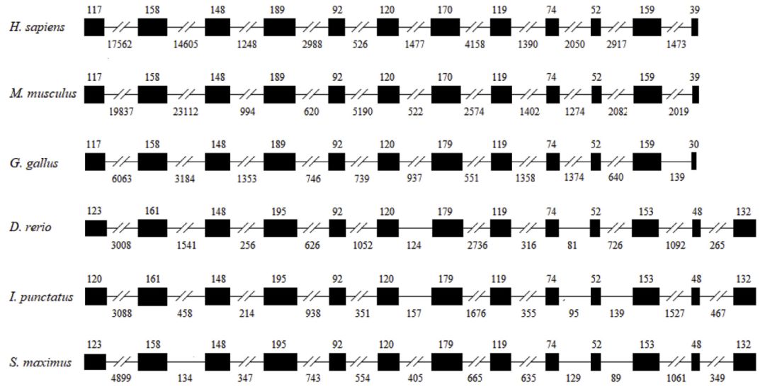 文献解读|大菱鲆溶酶体整合膜蛋白2（LIMP-2）的鉴定及功能初步分析