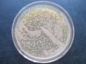 柠檬酸杆菌属图片