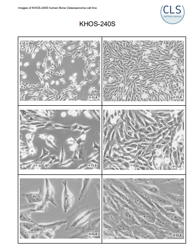 KHOS-240S[KHOS240S] 人骨肉瘤细胞