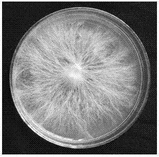 放射形根瘤菌图片