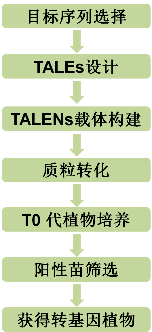 植物TALENs基因编辑