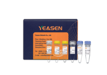 Hieff NGSTM MaxUp II DNA Library Prep Kit for Illumina®