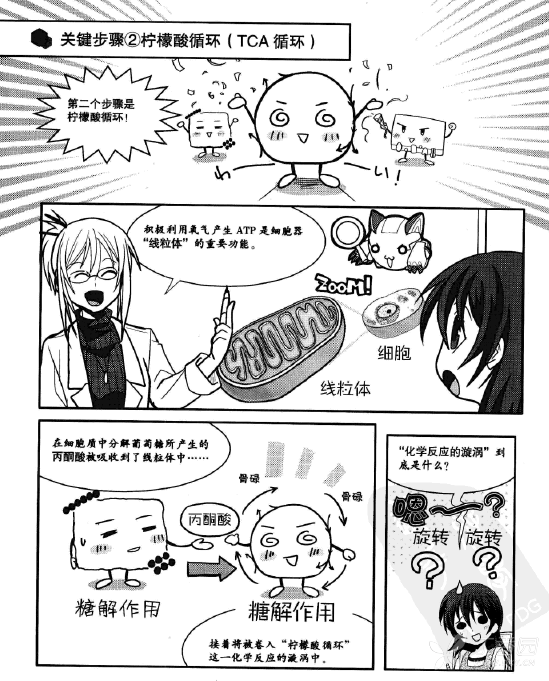 漫画生物化学 日 武村政春 分享 形态学与生理生化讨论版 丁香园论坛