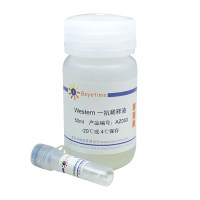 Glutathione Peroxidase 1 Mouse Monoclonal