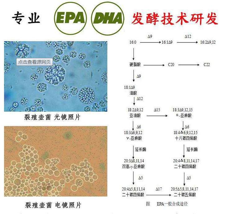 黄暗青霉说明书