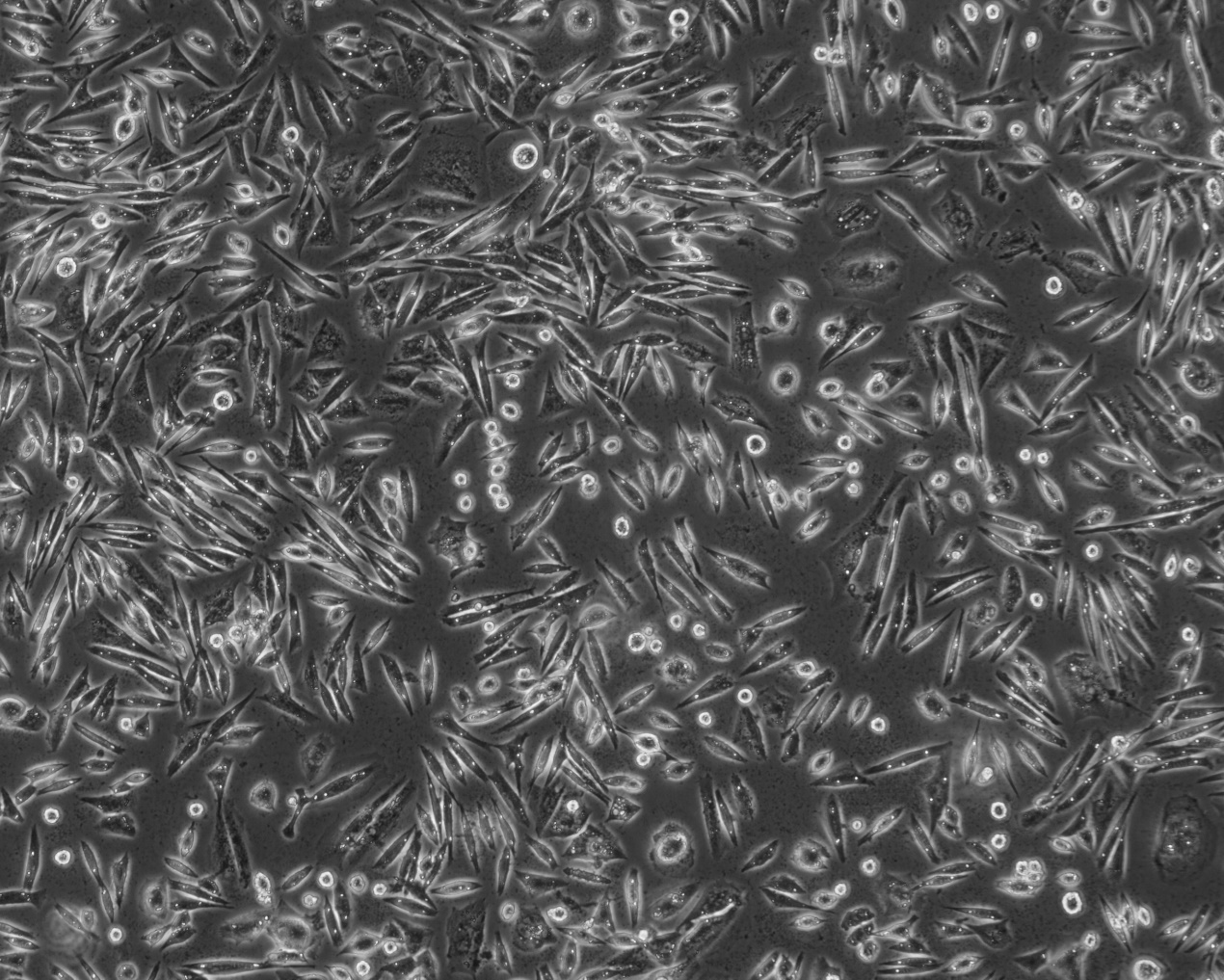 仓鼠卵巢细胞-CHO