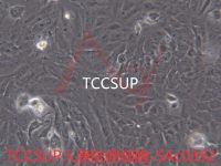 TCCSUP[	TCCSuP; TCC-SUP; TCC Sup]膀胱癌细胞