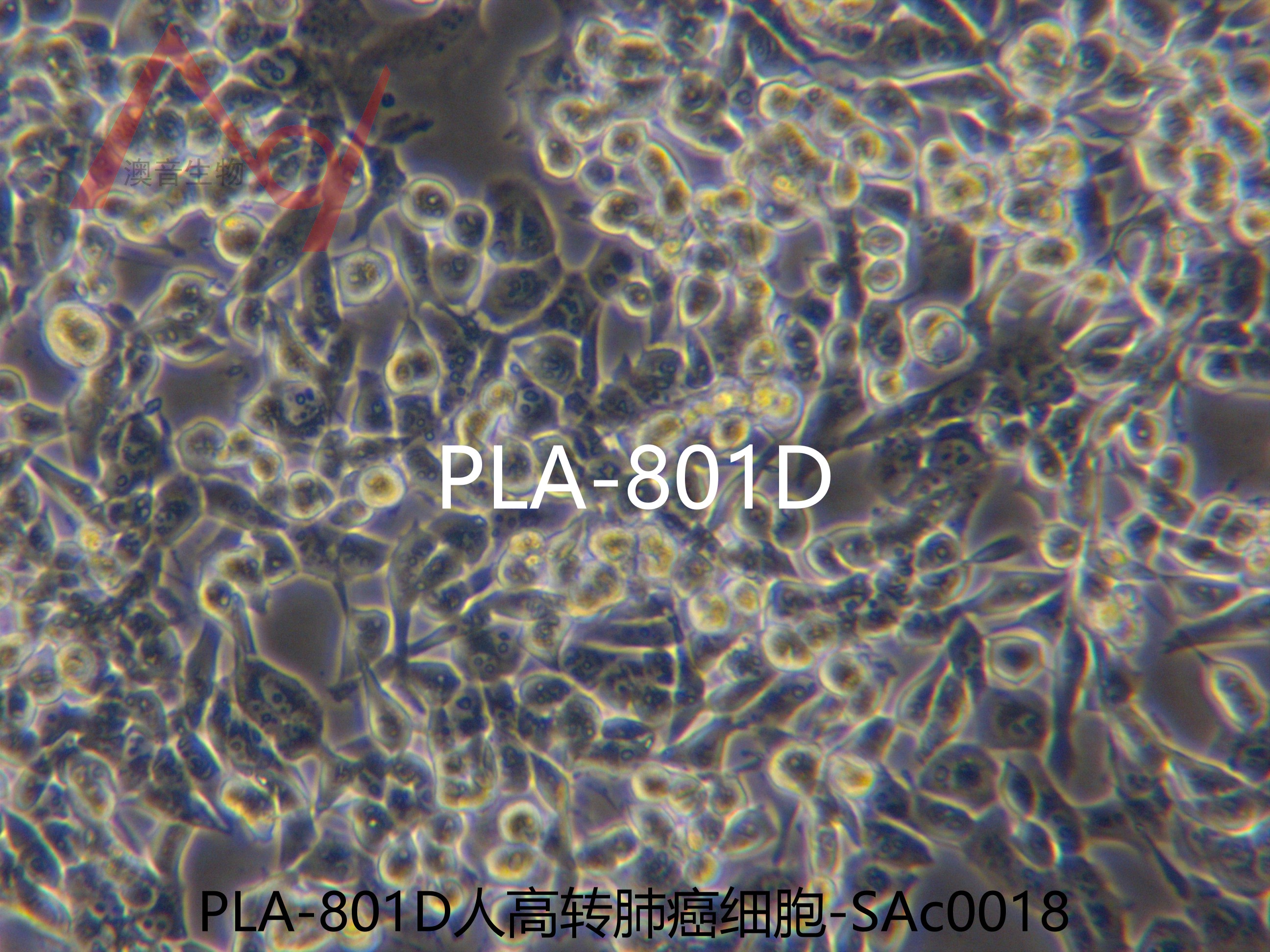 95-D[ 95-d;PLA801D; 95D; PLA801-95D; 801-D]高转移肺癌细胞