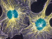RecombinantHumanLegumain/AsparaginylEndopeptidase