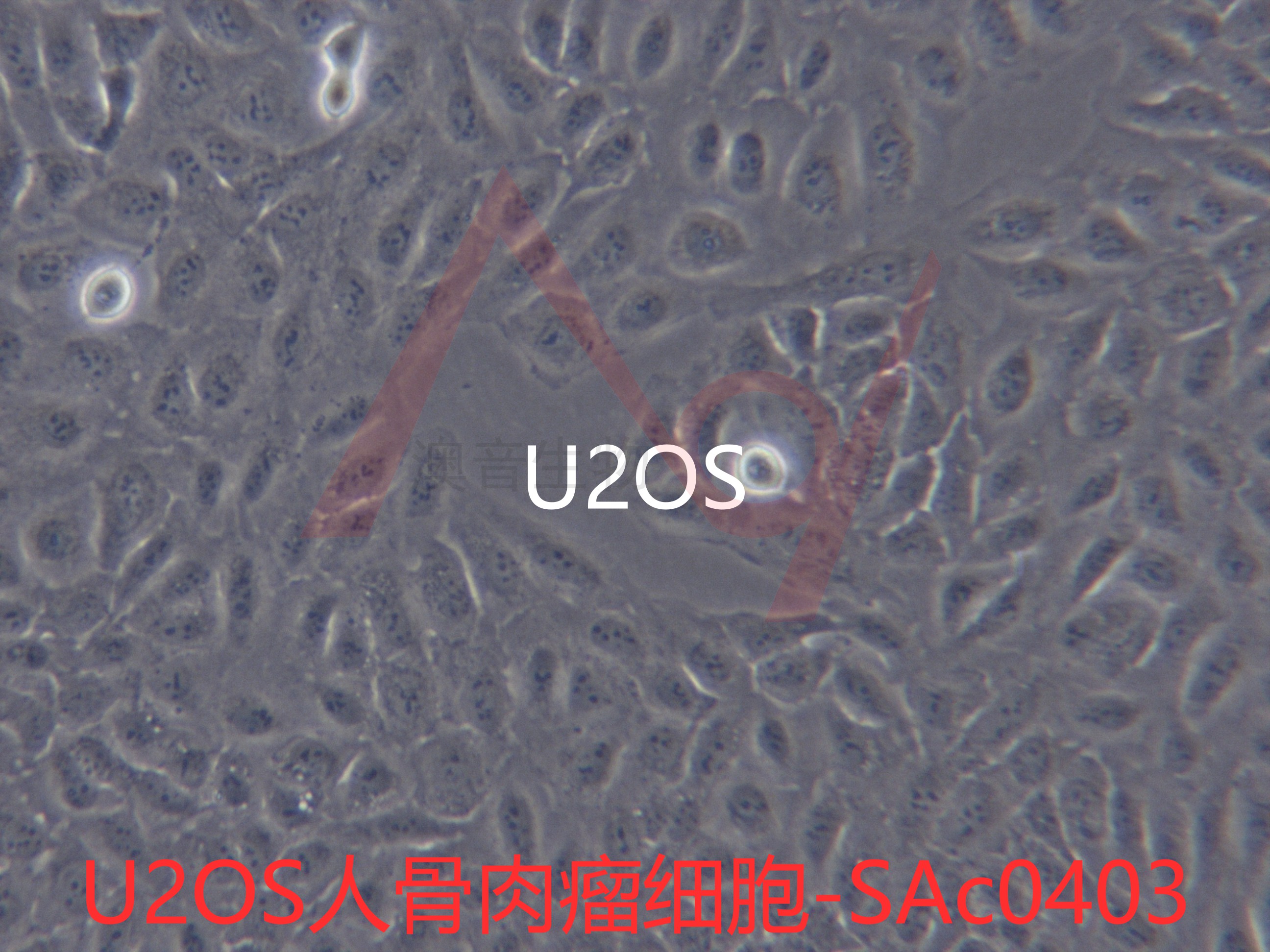 U2OS[U-2 OS; U-2OS; U-2-OS; U2-OS; U20-S; U20S; 2T]人骨肉瘤细胞
