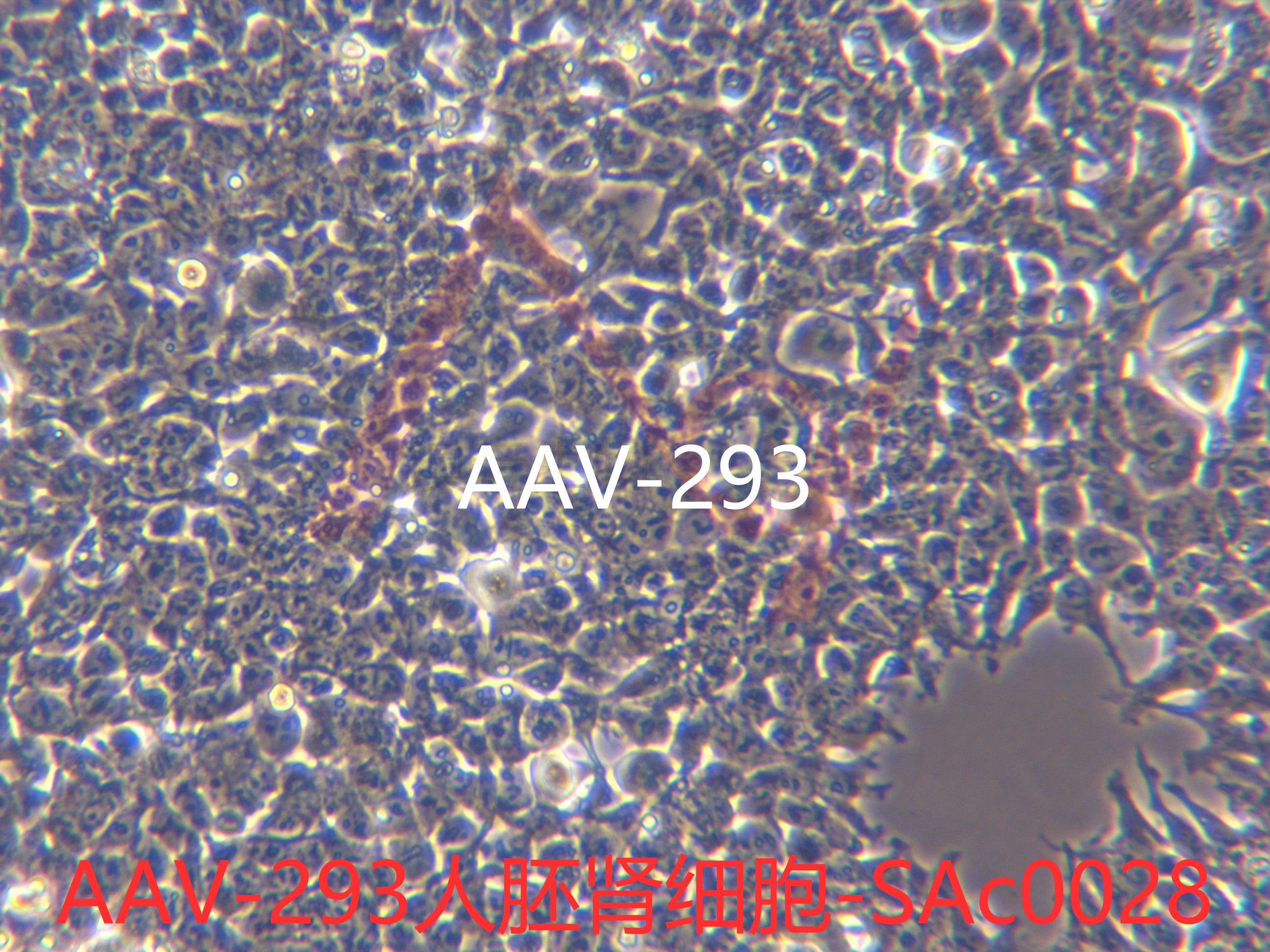 AAV-293[AAV293] 腺病毒转化的胚肾细胞