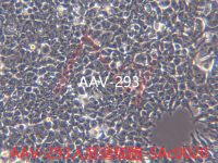 AAV-293[AAV293] 腺病毒转化的胚肾细胞