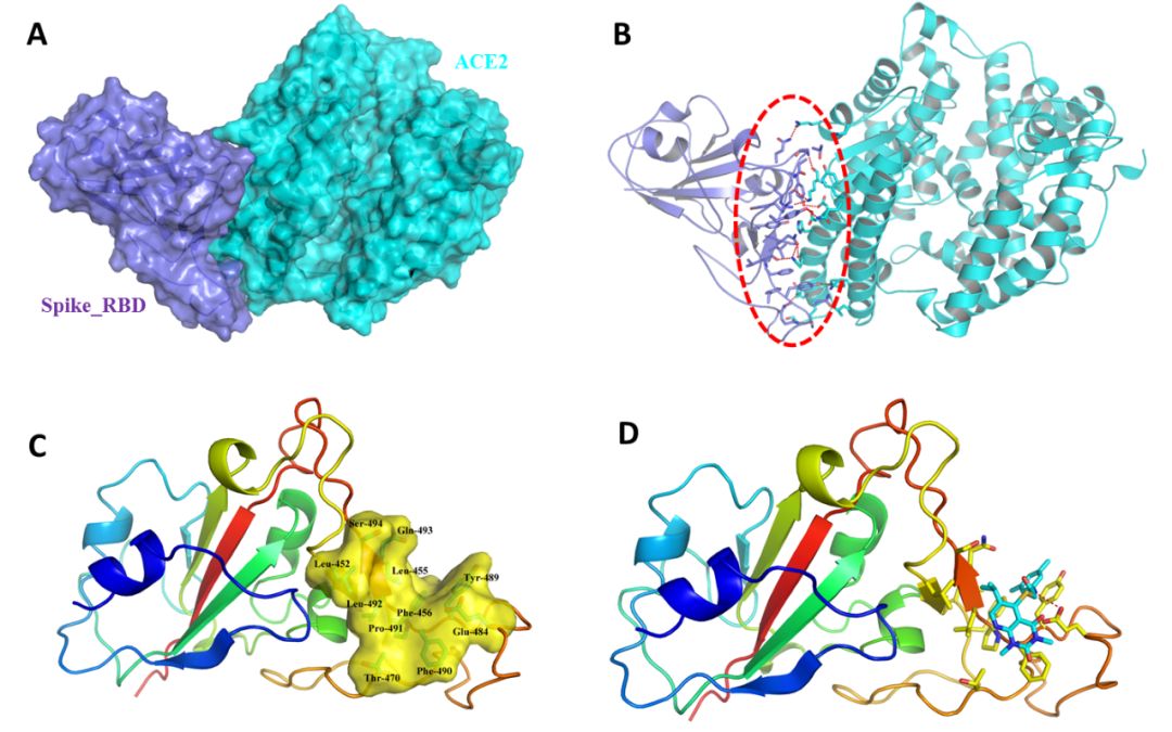 COVID-19病毒相关药物虚筛报告