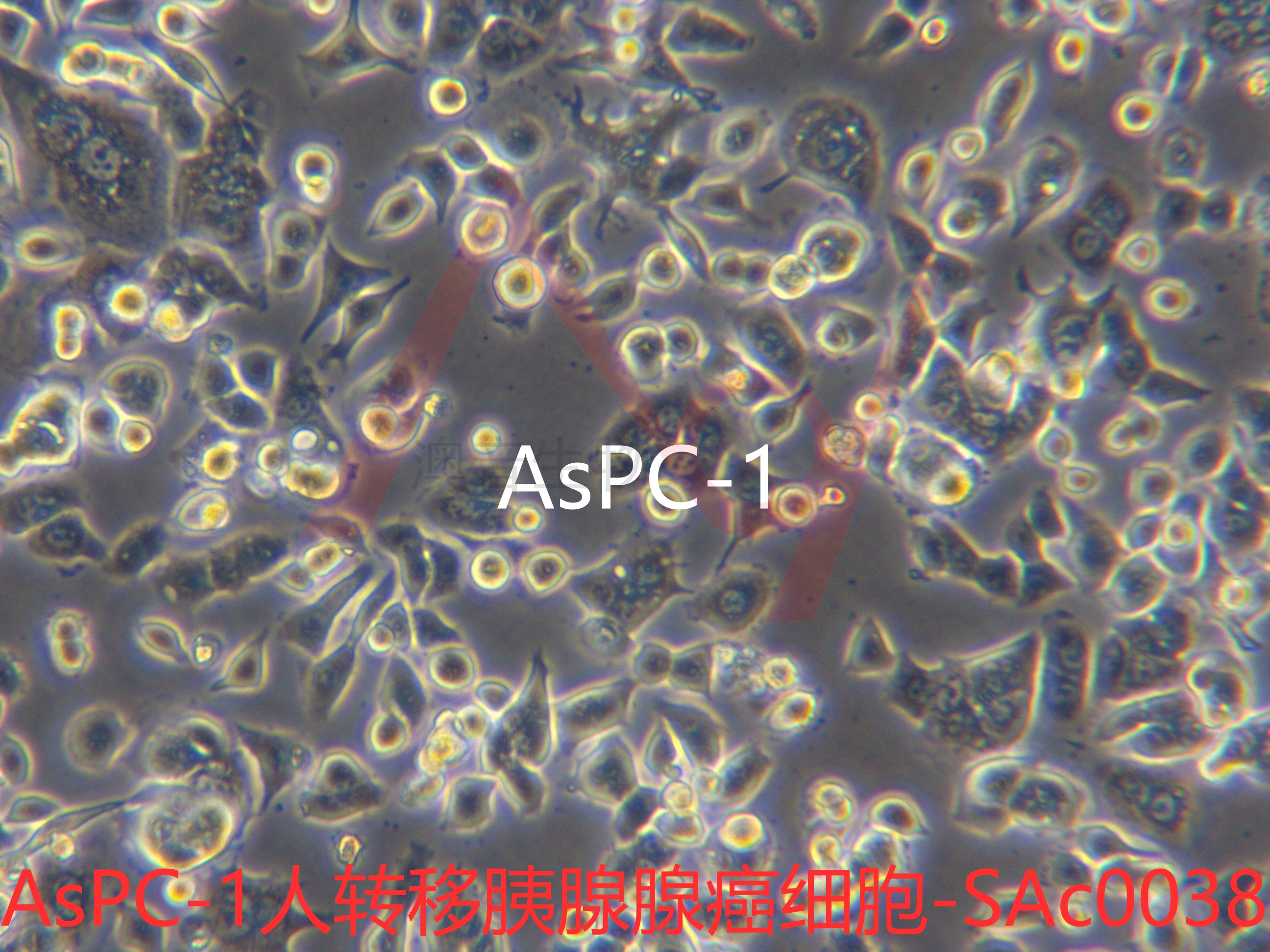 AsPC-1[	AsPc-1; Aspc-1; ASPC-1; As-PC1; ASPC1; AsPC1; Aspc1; AsPc1]转移胰腺腺癌细胞