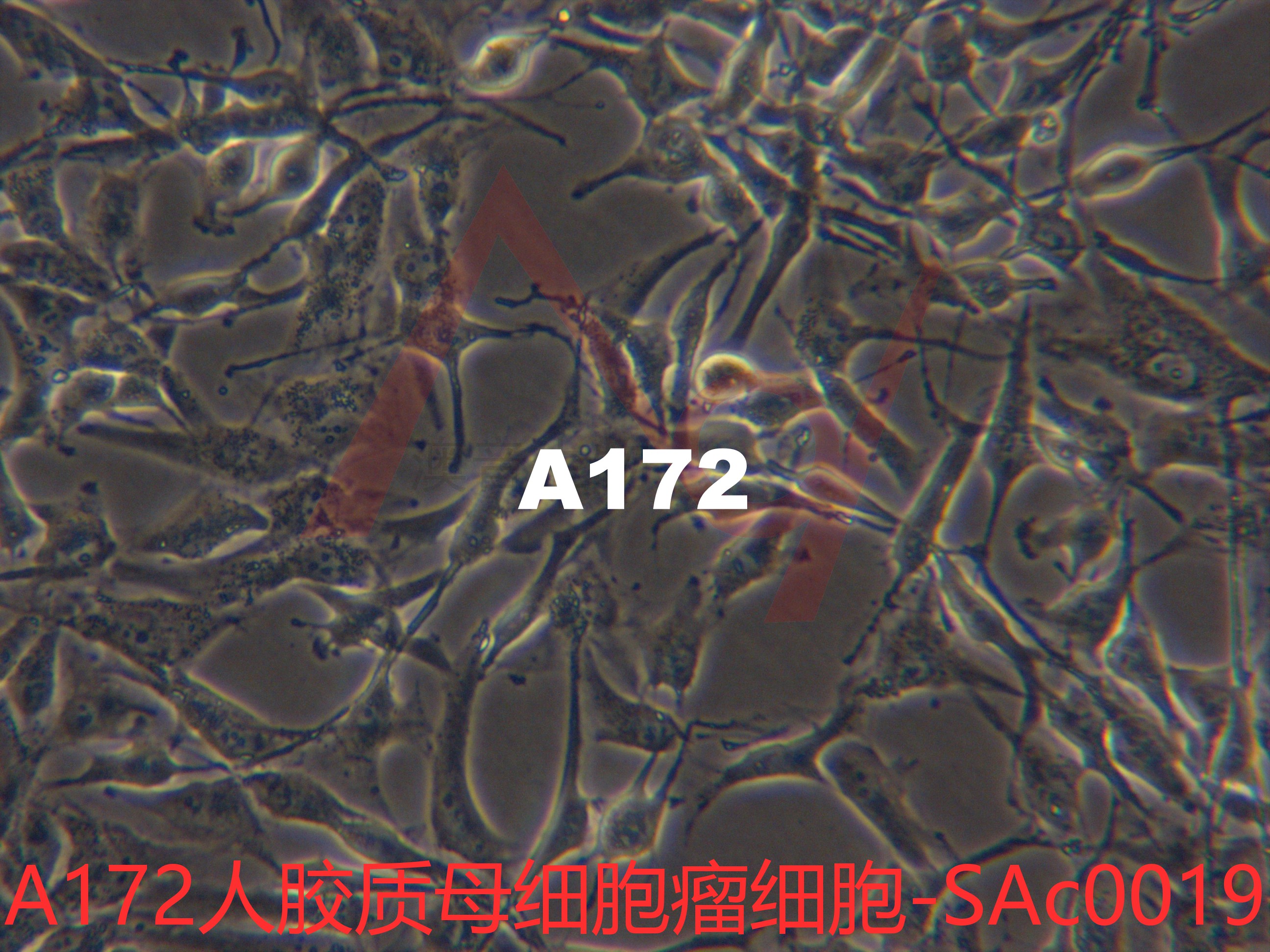 A-172[	A172; A 172; A-172 MG; A-172MG]胶质母细胞瘤细胞