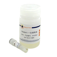 IDO1 Rabbit Polyclonal Antibody