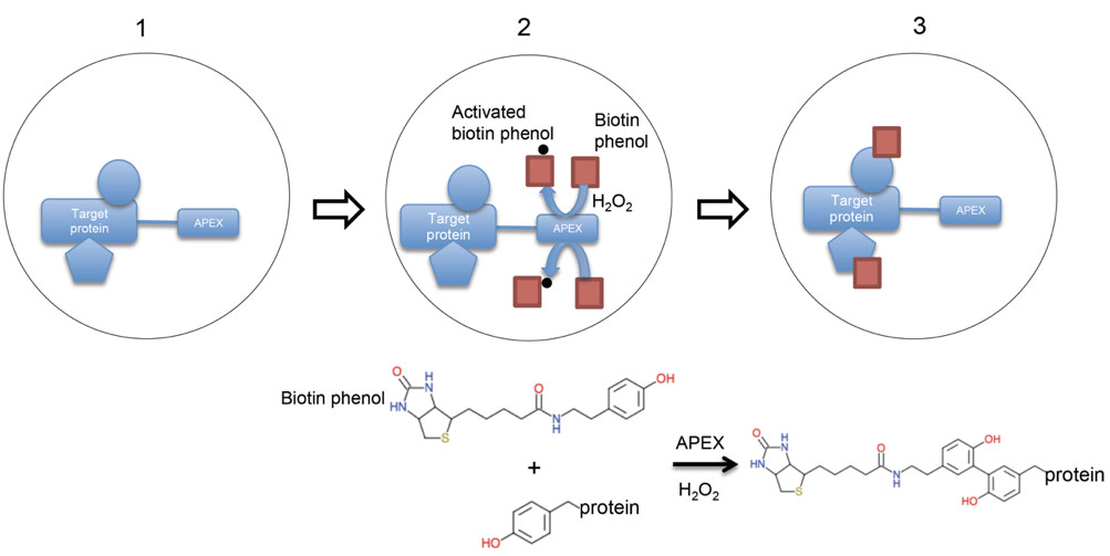 蛋白互作结合力弱？瞬时结合？蛋白质组学新方法各个击破！