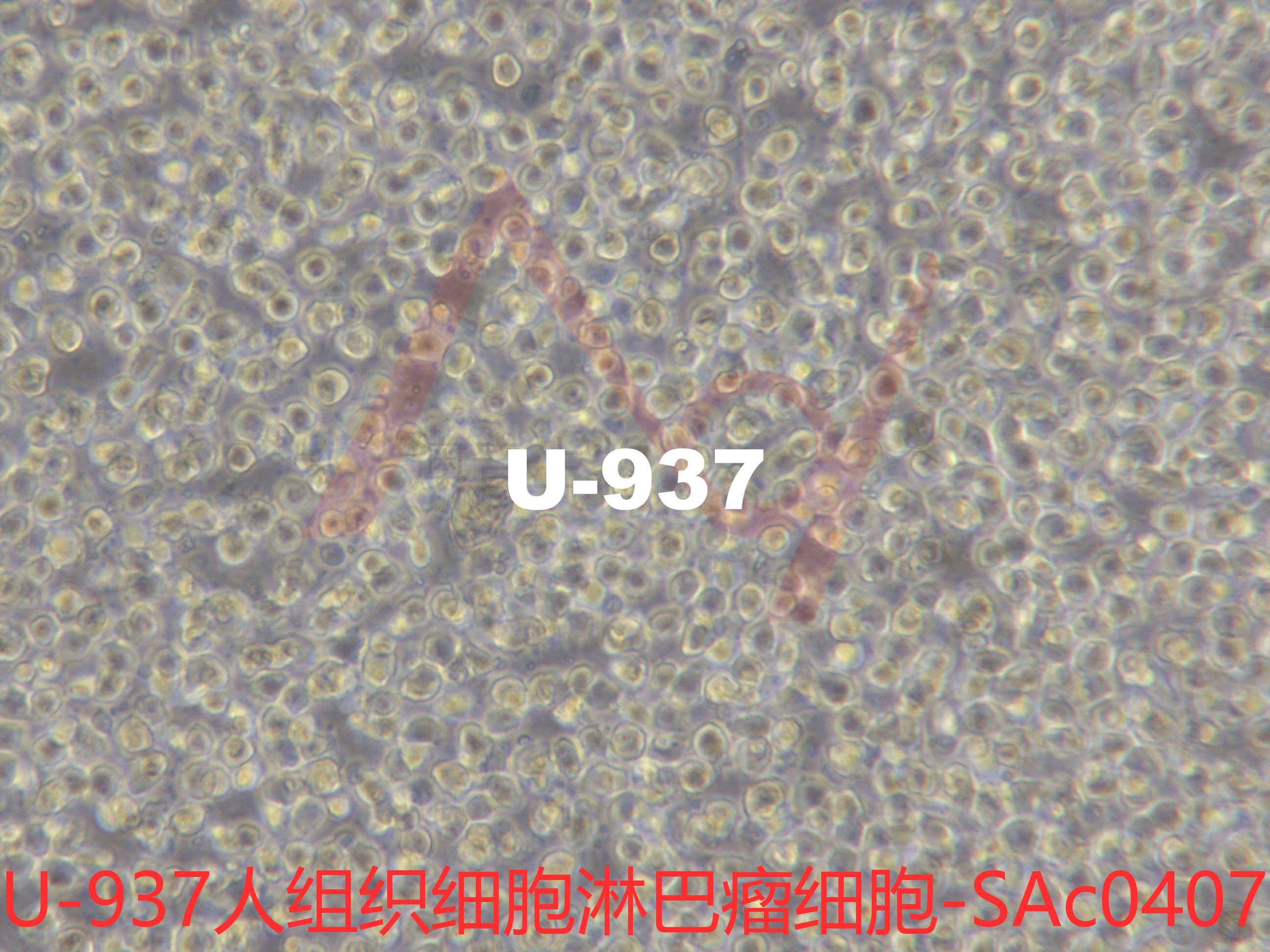 U-937[U937; U 937]人组织细胞淋巴瘤细胞
