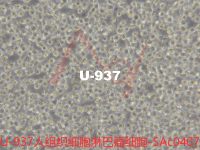 U-937[U937; U 937]人组织细胞淋巴瘤细胞