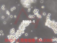 SNU-1[SNU1; NCI-SNU-1]胃癌细胞