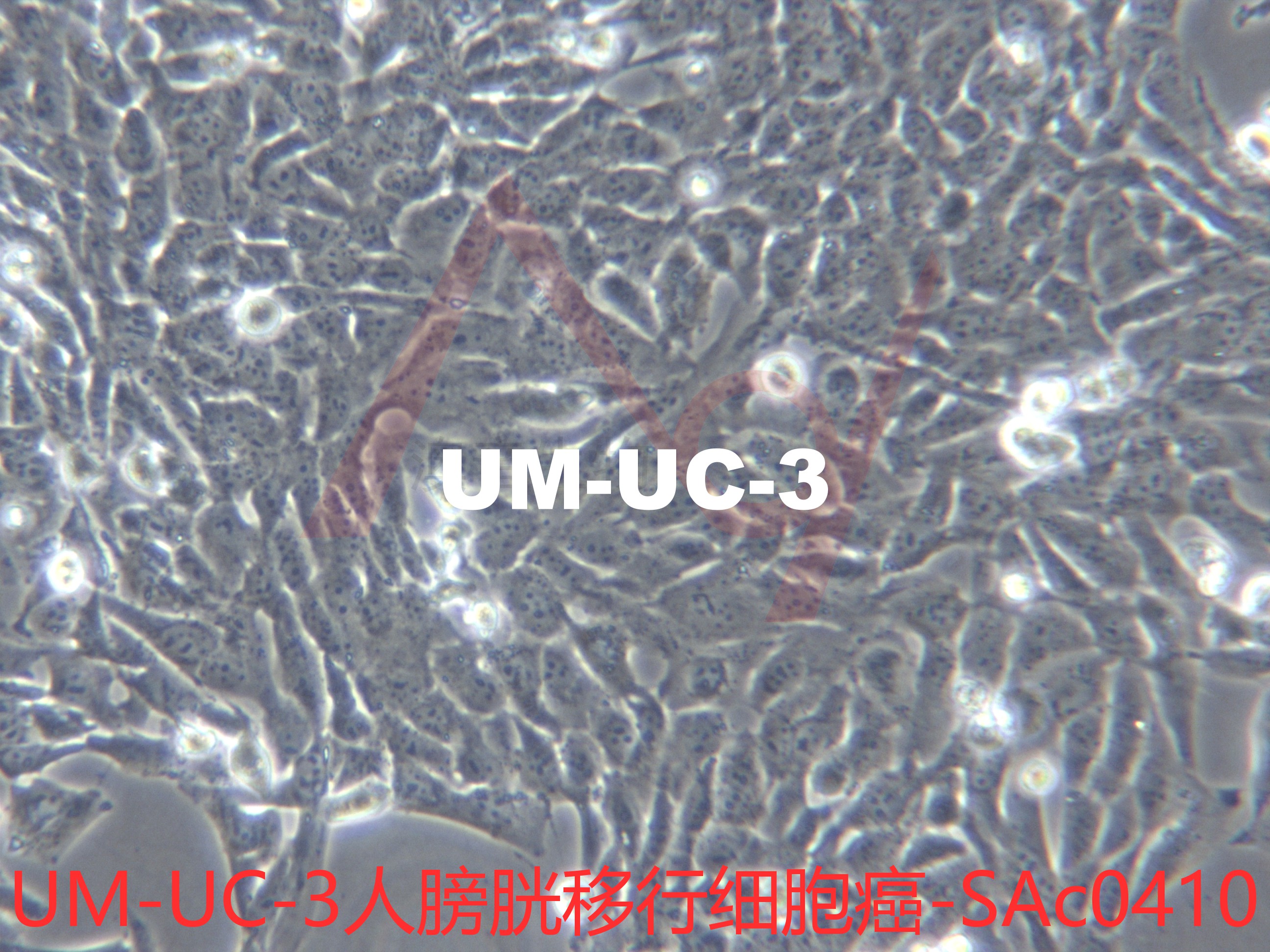 UM-UC-3[UMUC-3; UM-UC3; UMUC3; UC-3; University of Michigan-Urothelial Carcinoma-3]人膀胱移行细胞癌