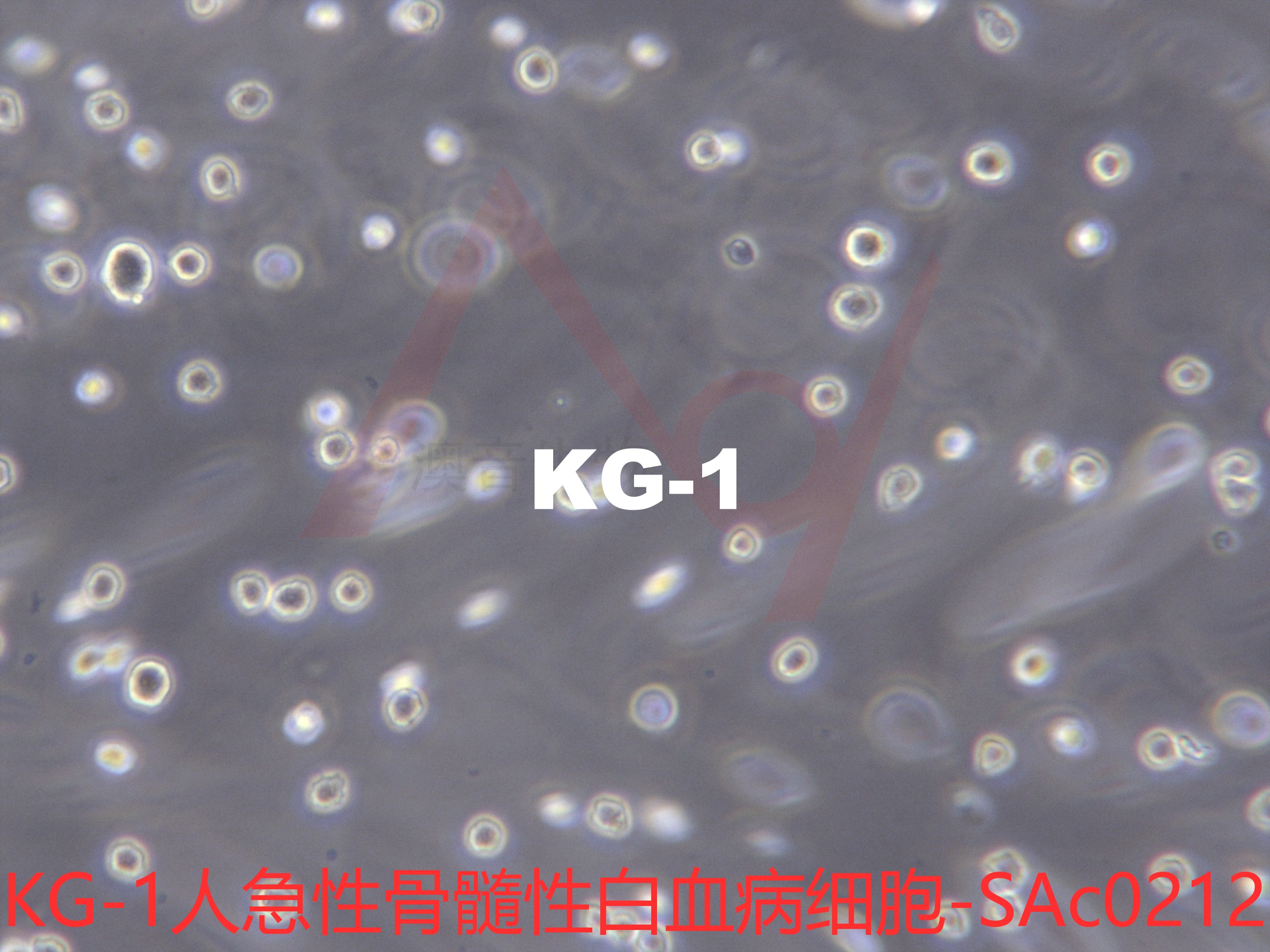 KG-1[KG1]人急性骨髓性白血病细胞