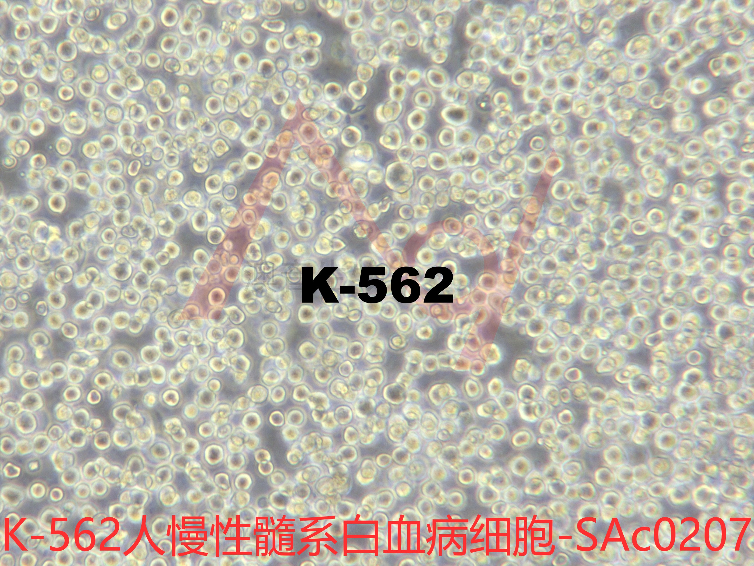 K-562[K562; K 562; GM05372; GM05372E]慢性髓系白血病细胞
