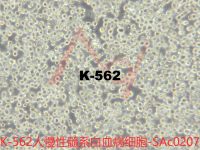 K-562[K562; K 562; GM05372; GM05372E]慢性髓系白血病细胞
